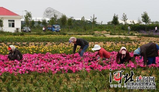 北戴河新區(qū)漁島景區(qū)鮮花吐艷迎賓客