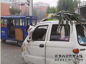 街頭三輪車駕駛室探出一條大狗 質(zhì)疑:誰在開車