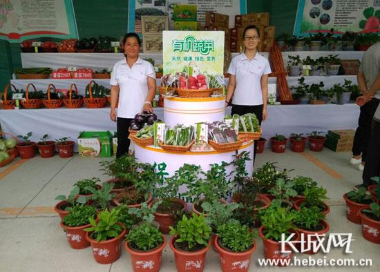 有機(jī)蔬菜。聶承華 攝