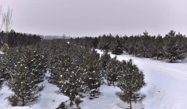 雪中的雄安新區(qū)千年秀林。劉向陽 攝